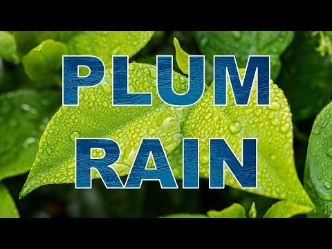 Plum Rain: China&#039;s Poetic Mini-Monsoon Season